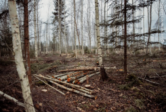 bomen